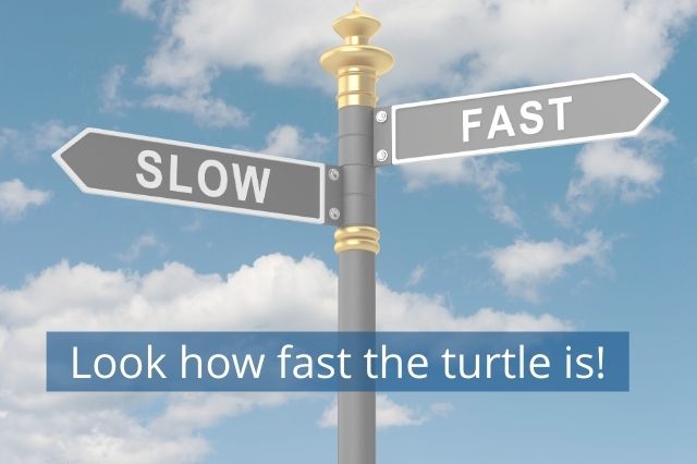 Look how fast the turtle is!